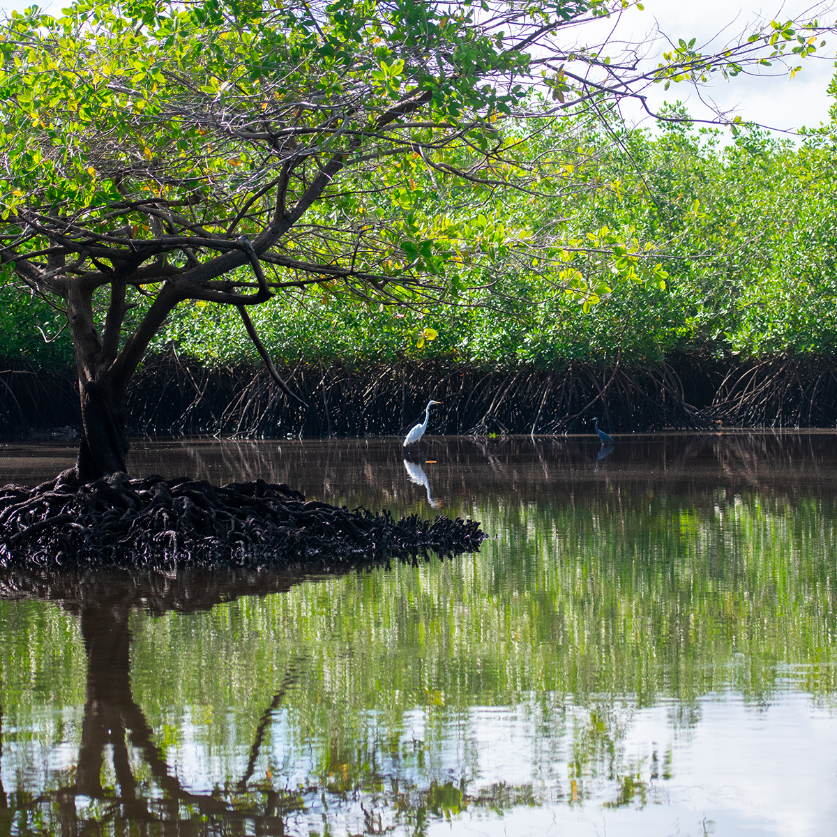Cockroach Bay Aquatic Preserve